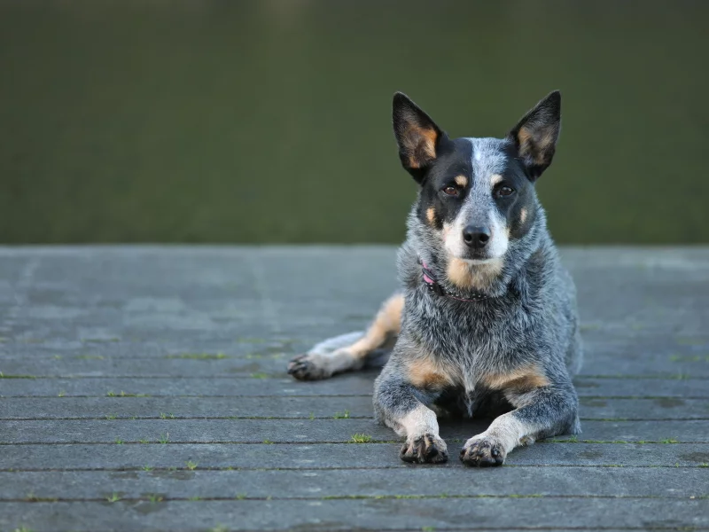 собака, взгляд, australian cattle dog