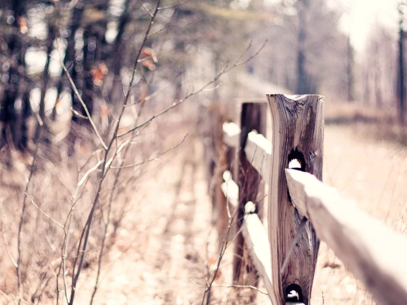 blur, fence, ограждение, warm, осень, macro, bokeh