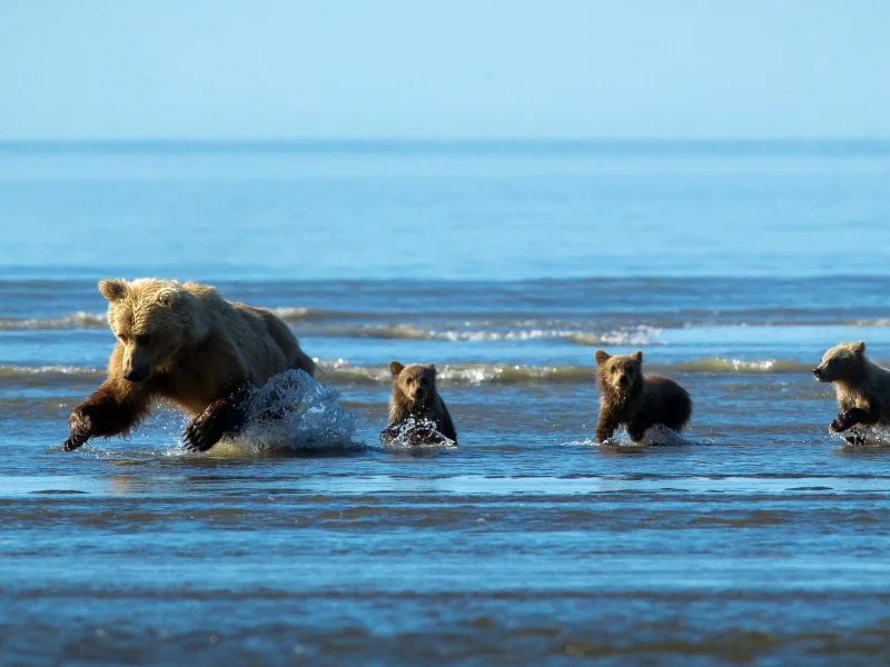 вода, малыши, капли, охота, бег, медведица, рыбалка