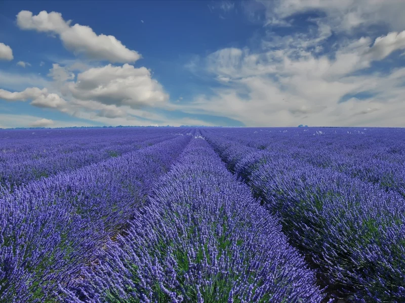 поле, прованс, лаванда, france, provence, франция, облака