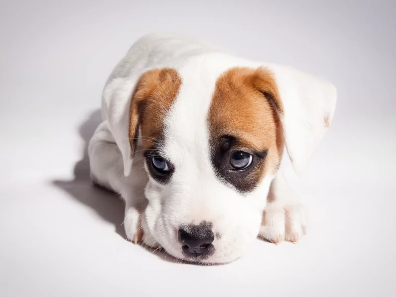 pitbull boxer mix, питбуль, боксёр, щенок