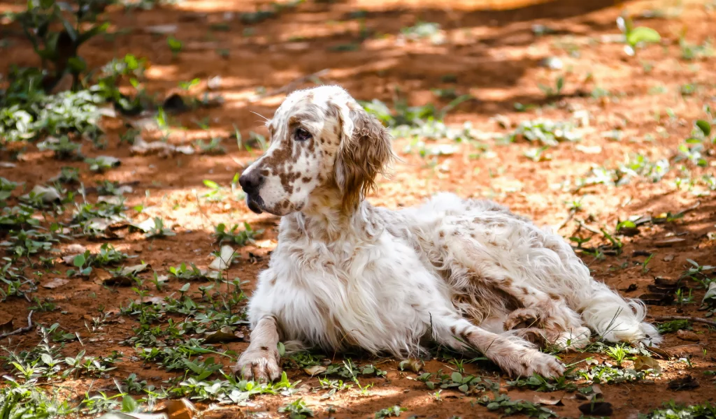 природа, english setter, собака