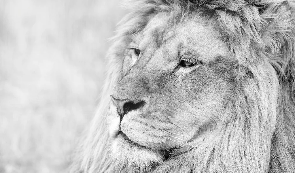 лев, lion, грива, животное, чб, морда