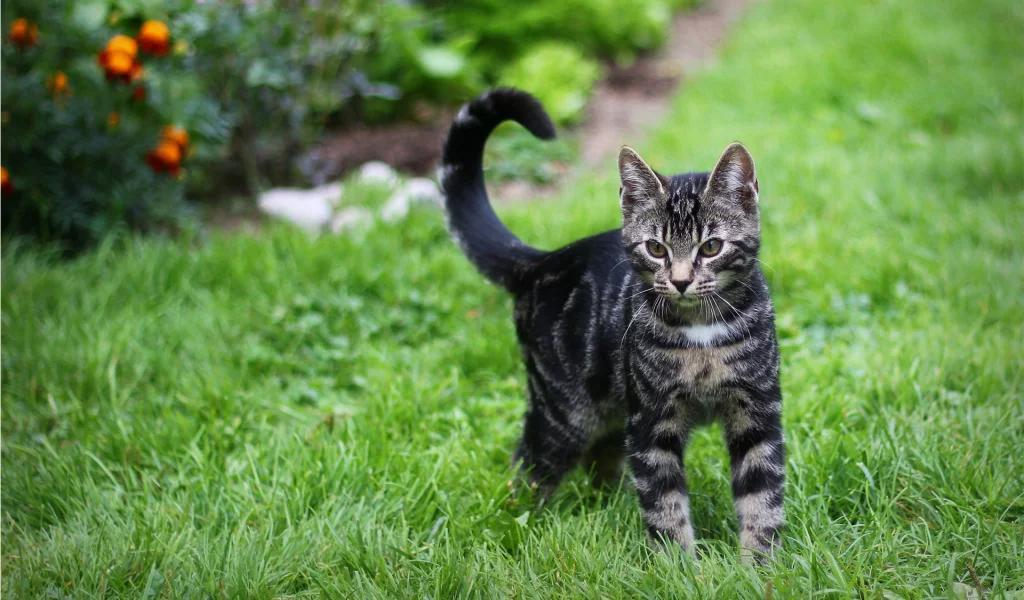 полосатый, зелень, котэ, трава, кот
