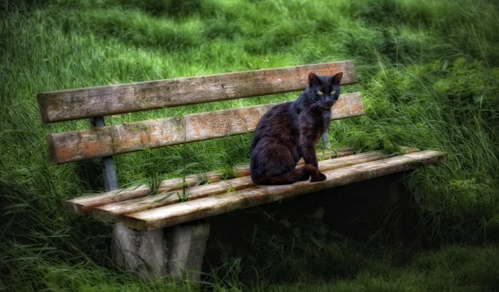 лето, скамья, кошка