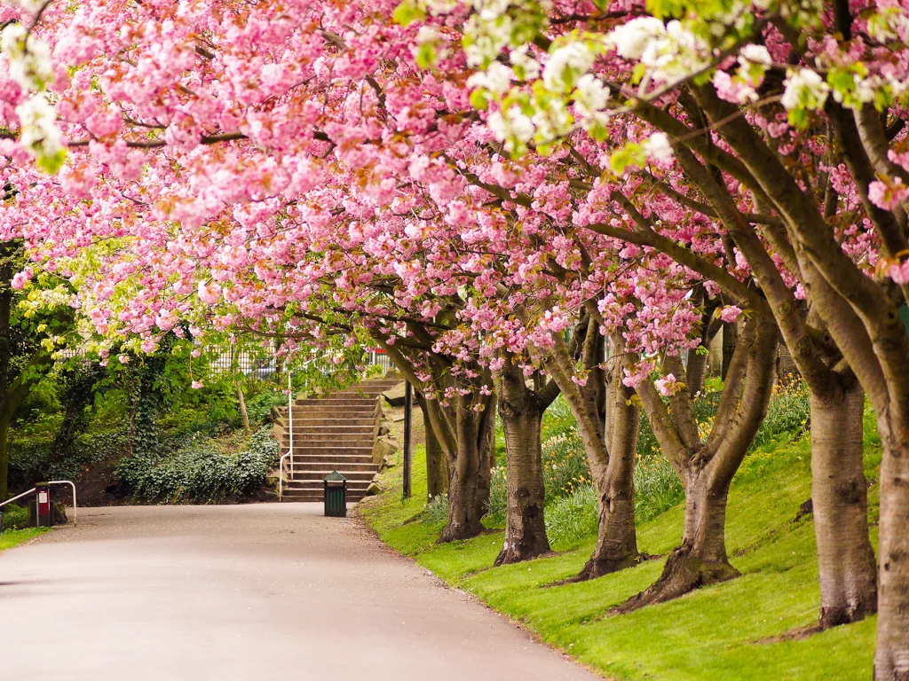 great britain, sheffield, шеффилд, англия, великобритания, england