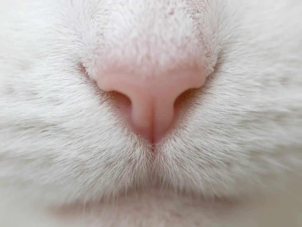 макро, macro, нос, кот, белый, усы