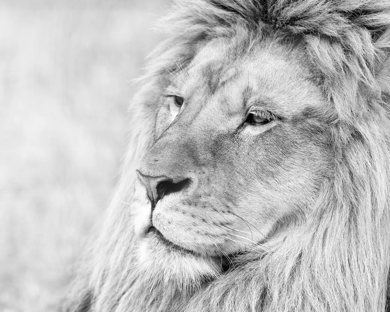 лев, lion, грива, животное, чб, морда