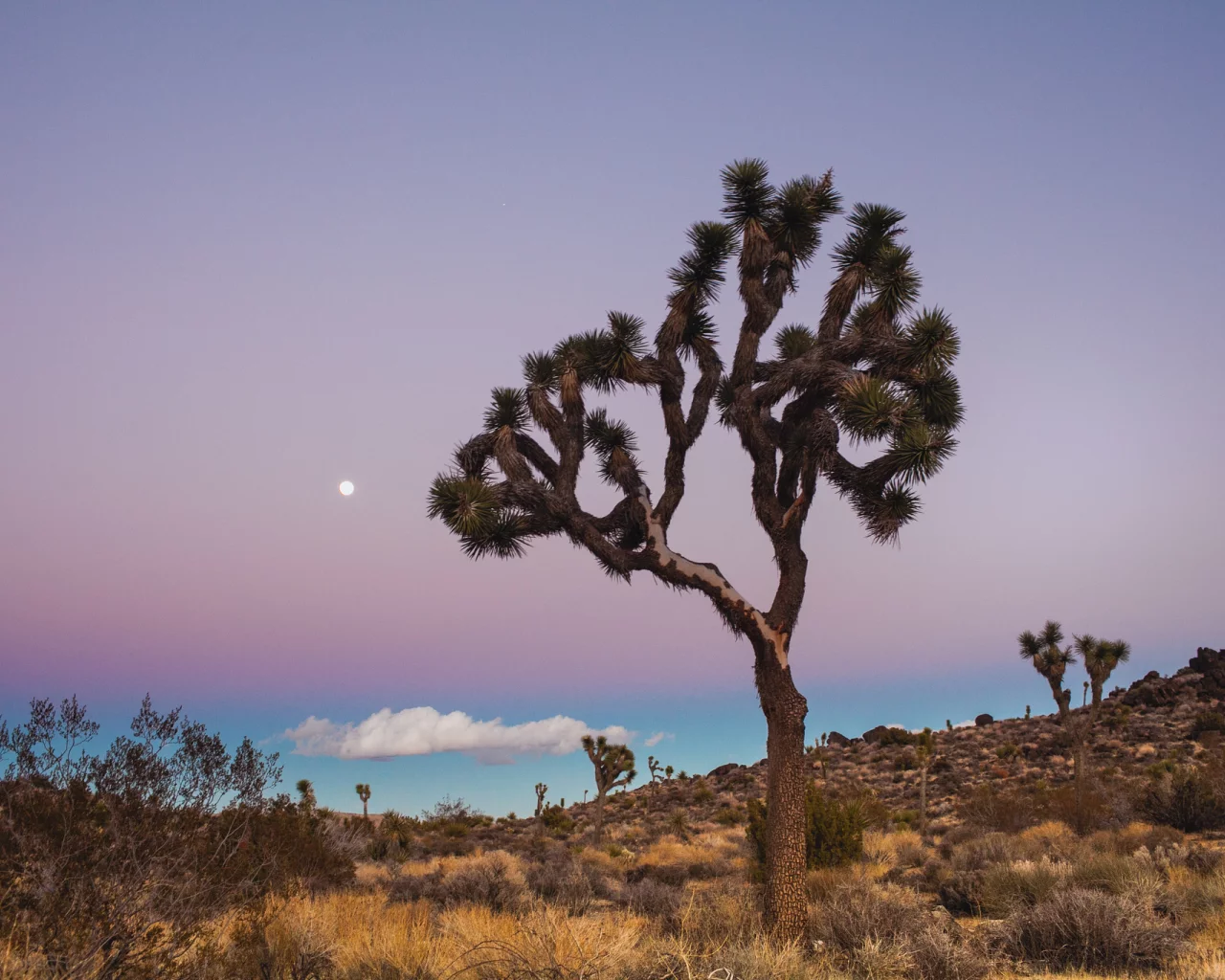 usa, california, joshua tree national park, сша, калифорния
