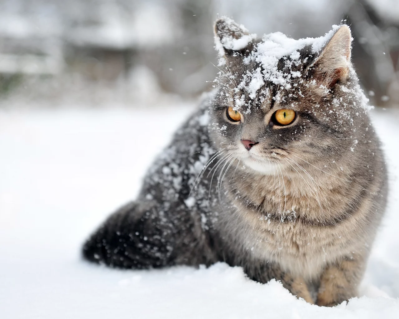  зима, кот, снег