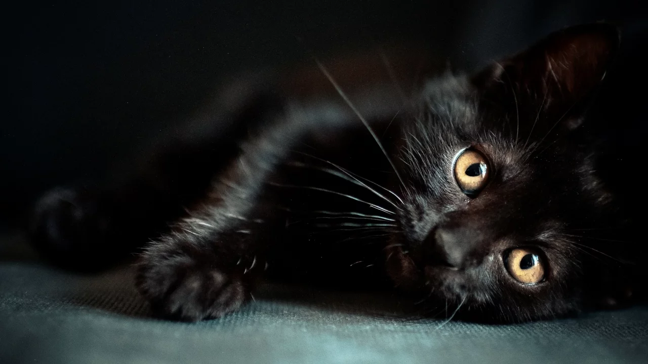 кот, взгляд