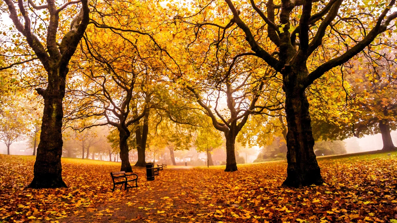 weston park, шеффилд, англия, великобритания, sheffield, парк