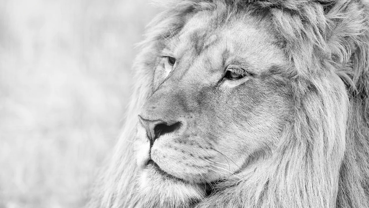 лев, lion, грива, животное, чб, морда