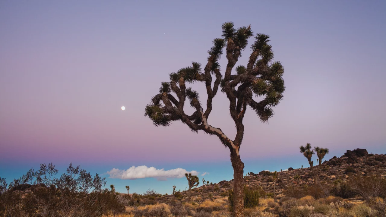 usa, california, joshua tree national park, сша, калифорния