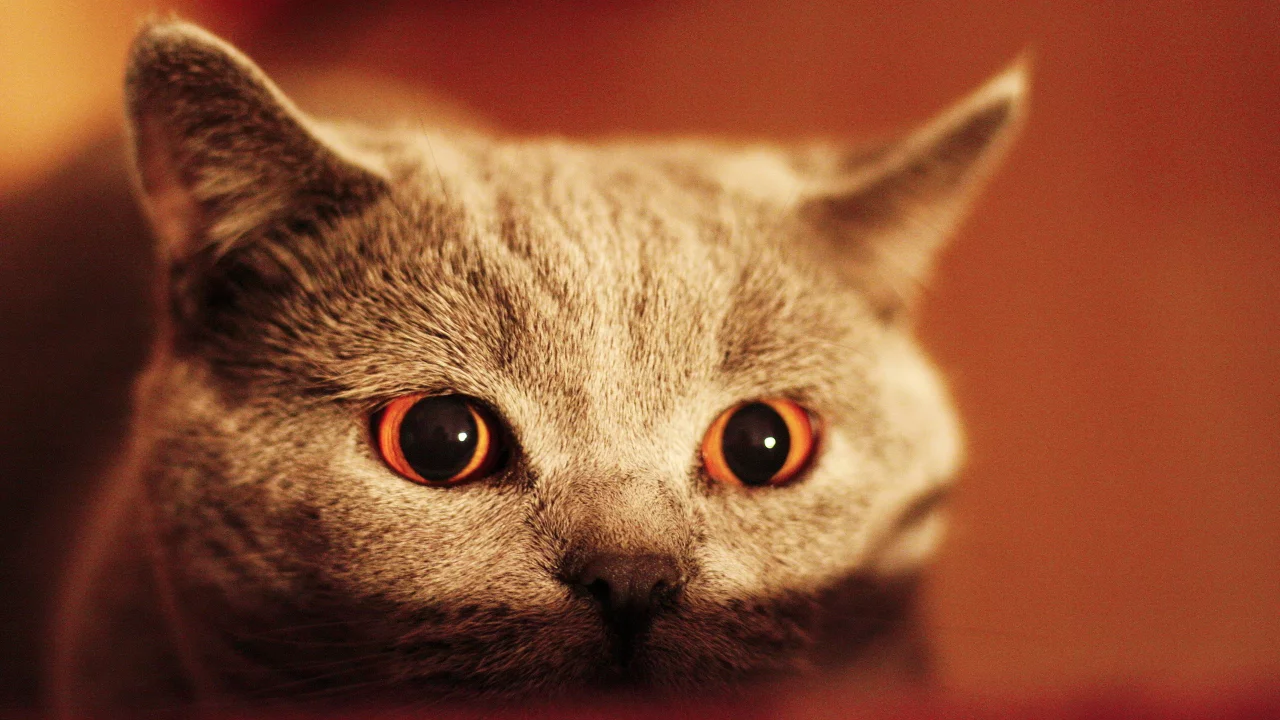 серый, глаза, солнце, свет, восход, кот, стол