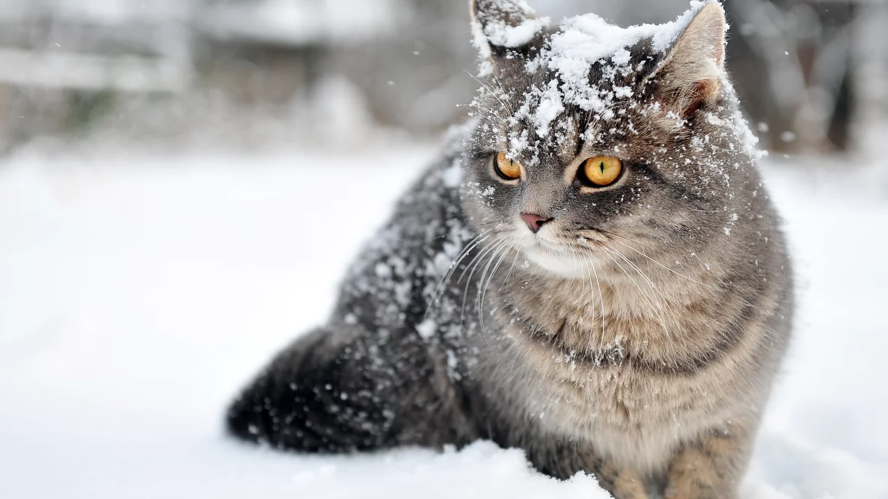  зима, кот, снег