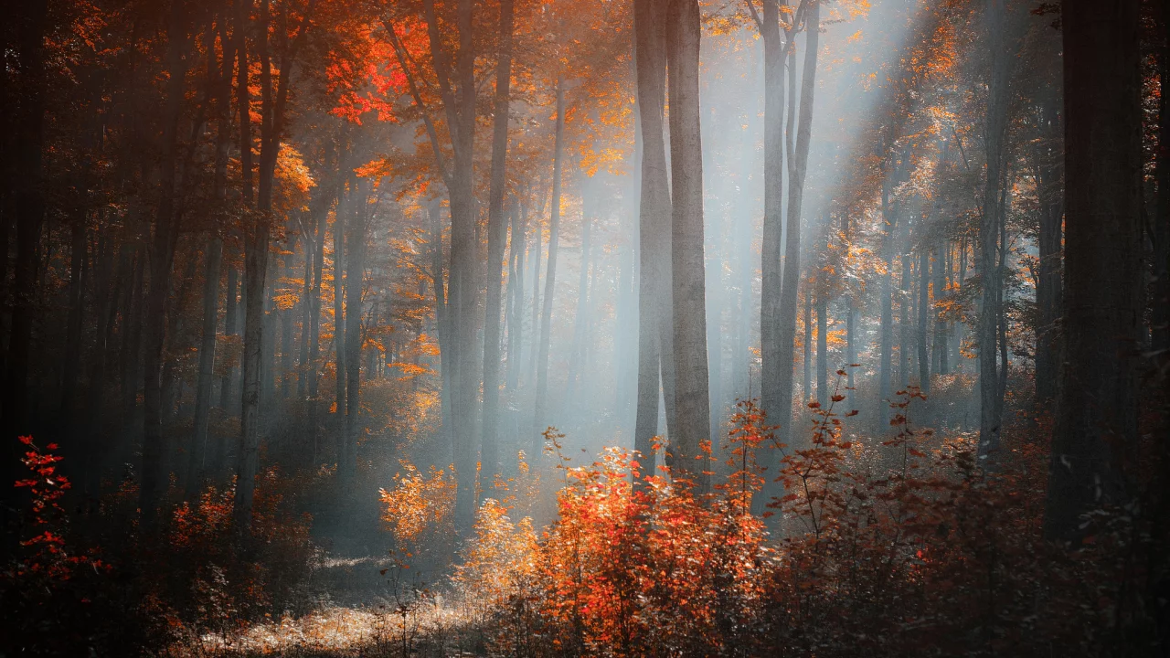 осень, солнечный, лес, свет, деревья, кусты, ildiko neer