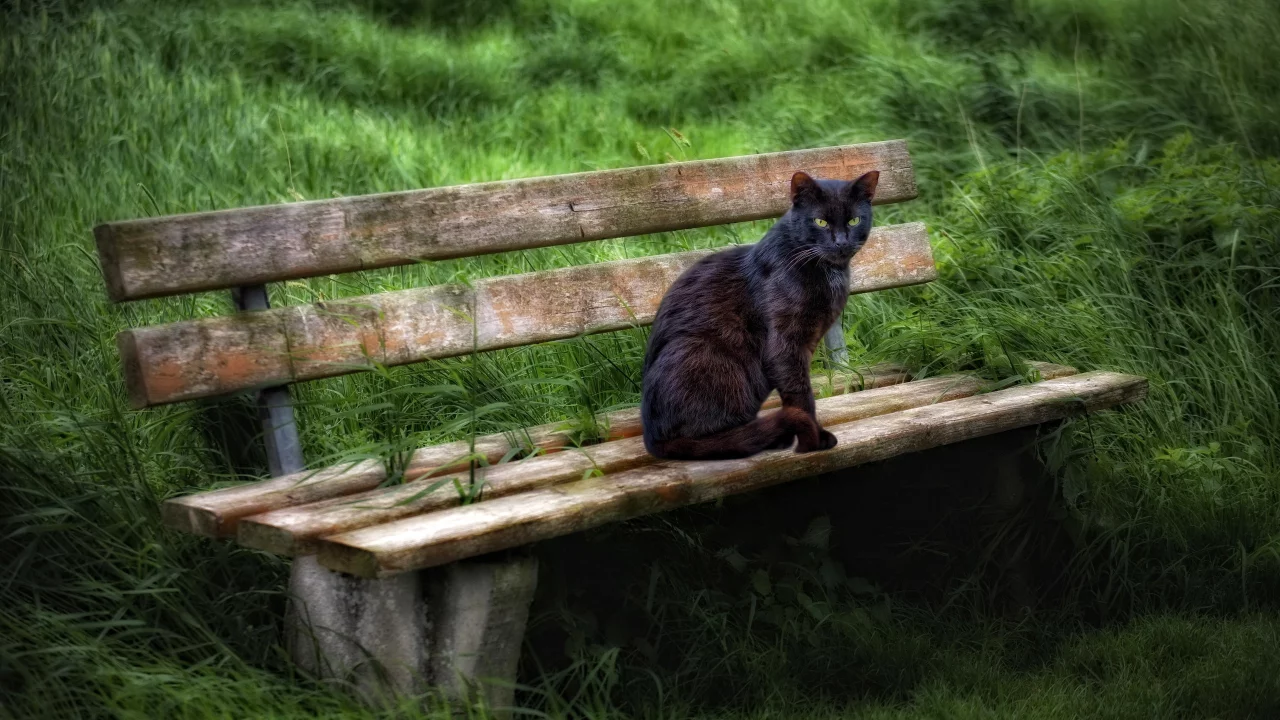 лето, скамья, кошка