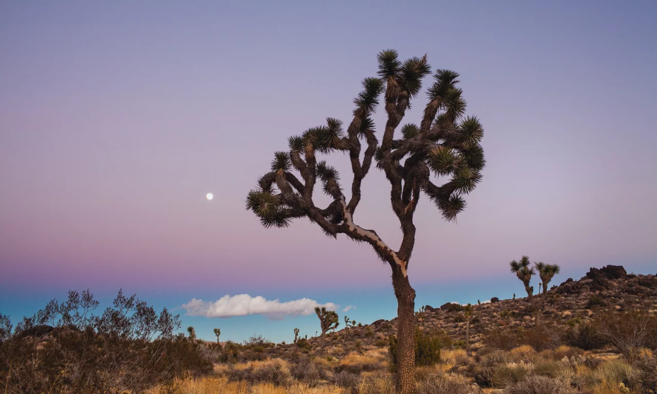 usa, california, joshua tree national park, сша, калифорния