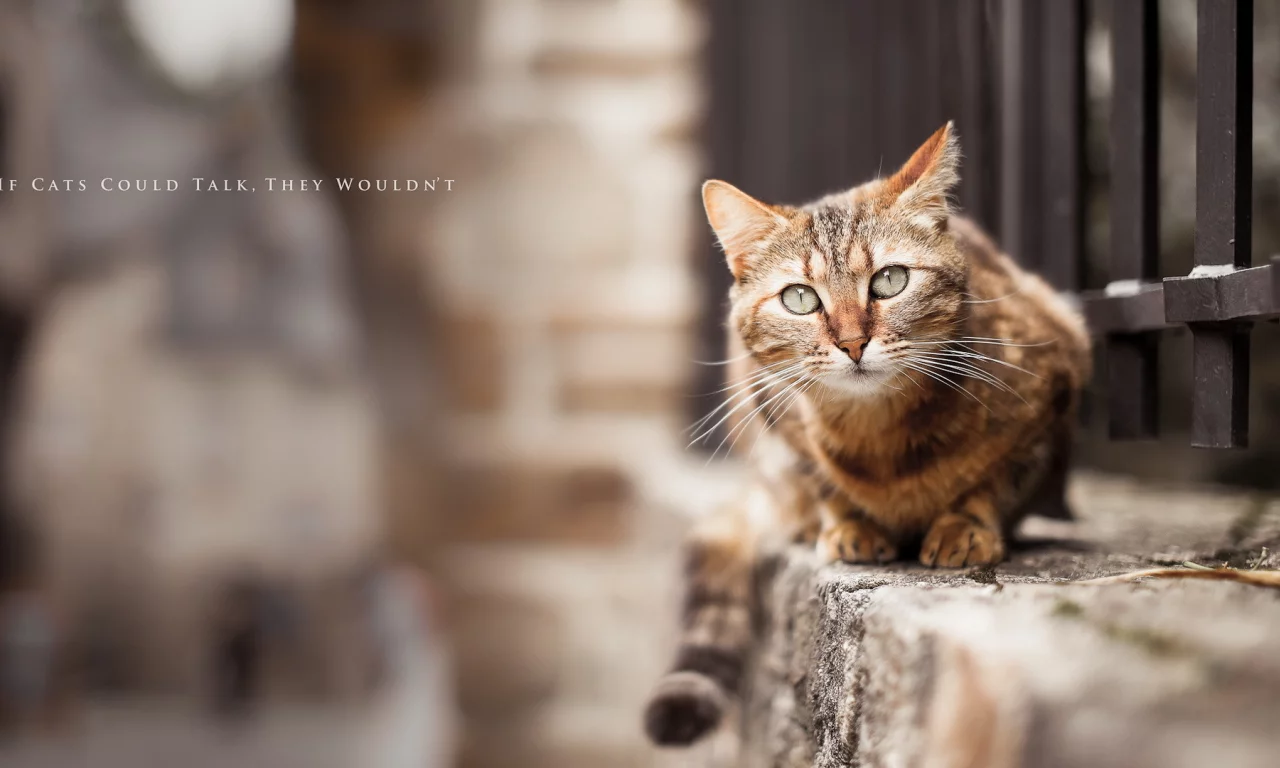 кошка, улица, фон