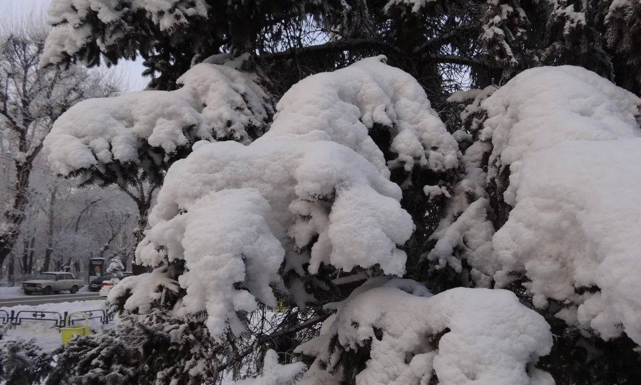 снежные ели, городской пейзаж, Хакассия, Абакан, зима