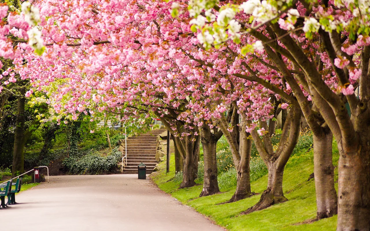 great britain, sheffield, шеффилд, англия, великобритания, england