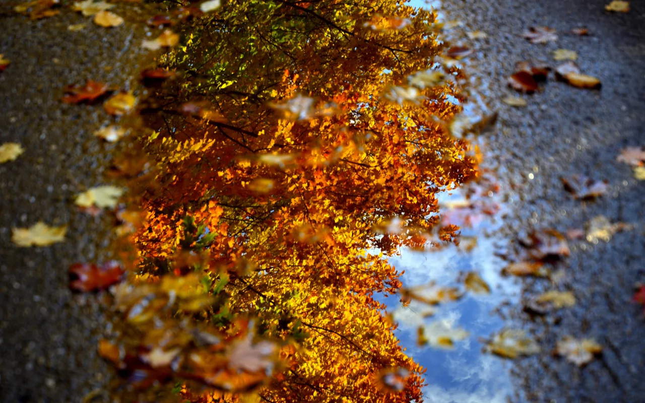 макро, вода, листва, dave рhotography, лужа, осень