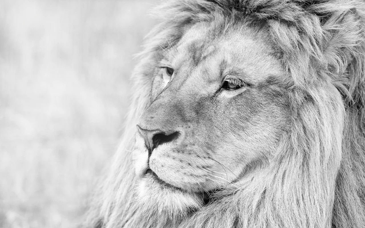 лев, lion, грива, животное, чб, морда