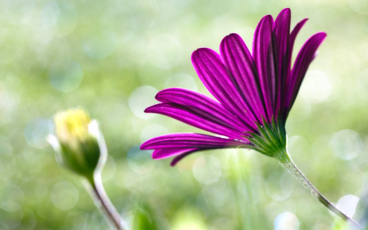 цветы, макро, flower, розовый