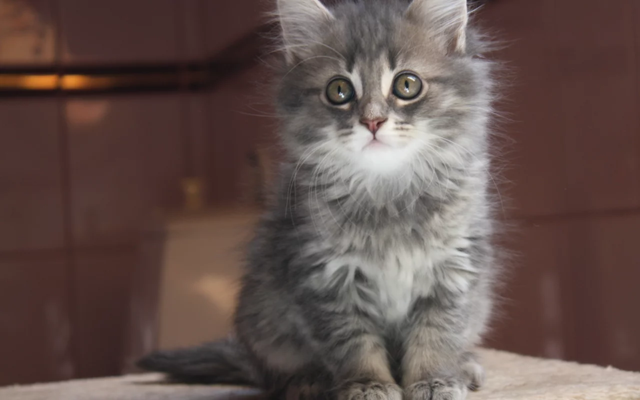 кот, мордочка, серый, взгляд, дымчатый, котенок