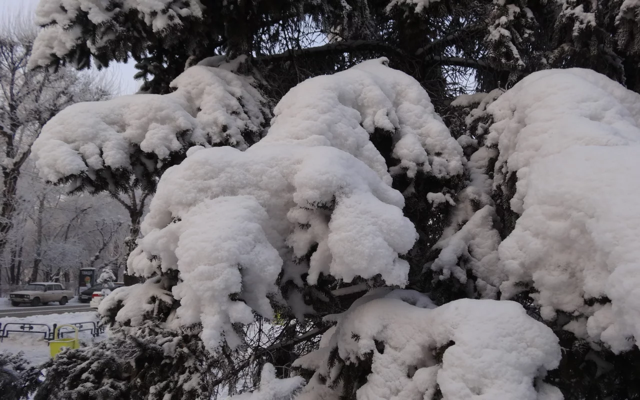снежные ели, городской пейзаж, Хакассия, Абакан, зима