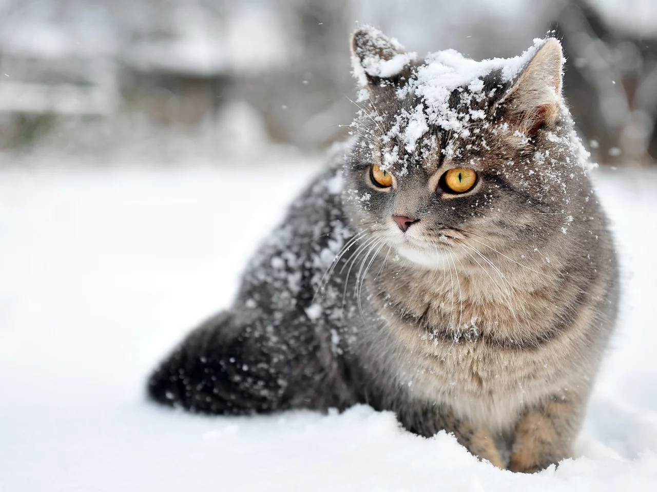  зима, кот, снег
