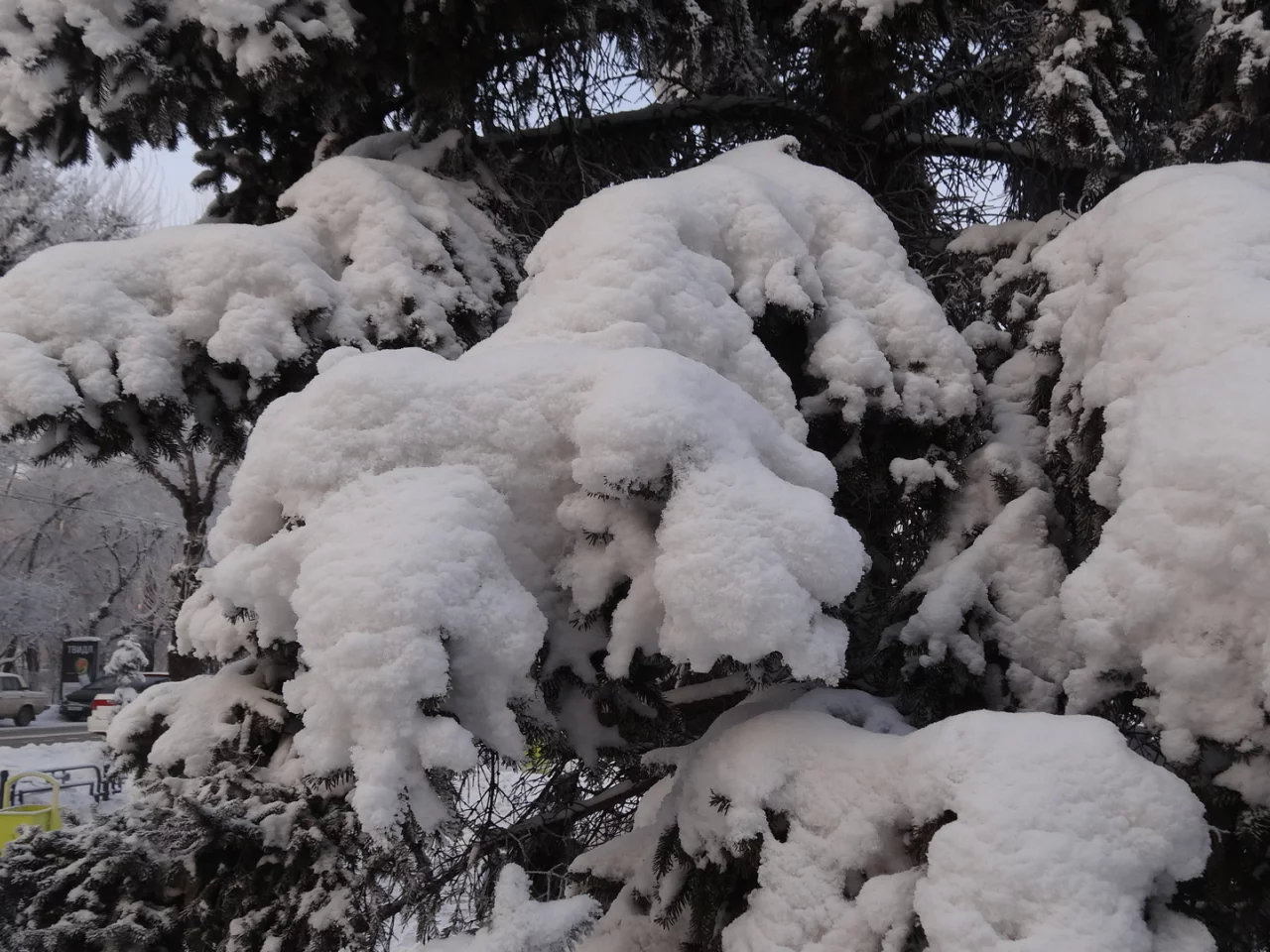 снежные ели, городской пейзаж, Хакассия, Абакан, зима