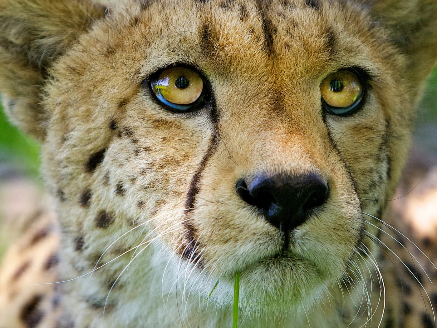 морда, кошка, хищник, взгляд, гепард