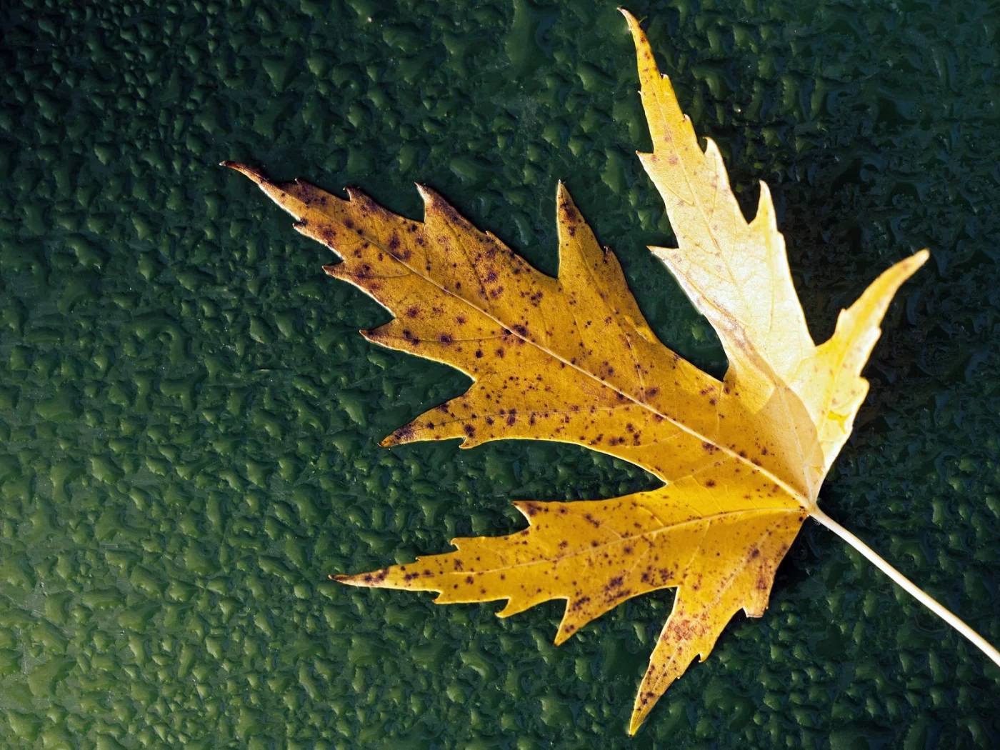 капли, жёлтый, вода, зелёный, фон, листок, осень, лист