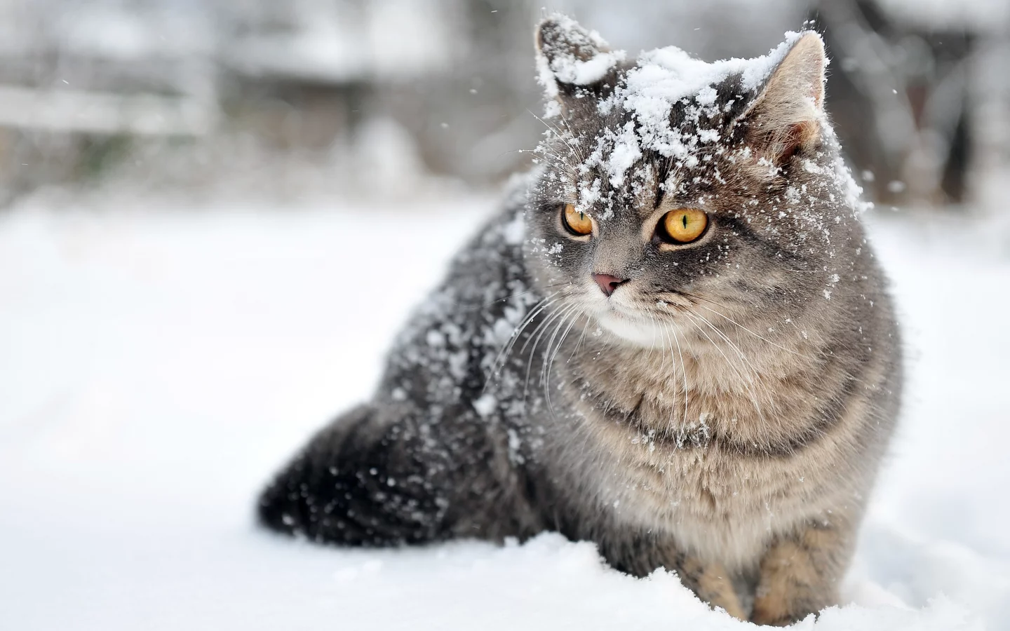  зима, кот, снег