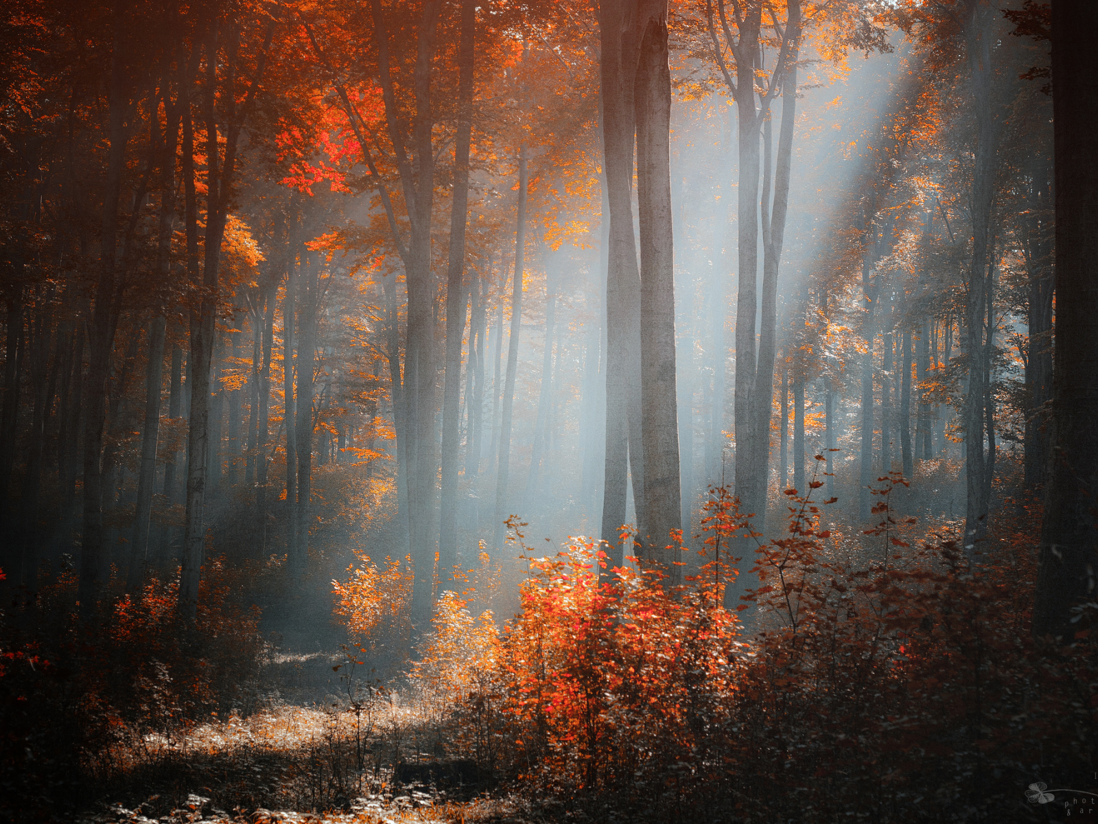 осень, солнечный, лес, свет, деревья, кусты, ildiko neer