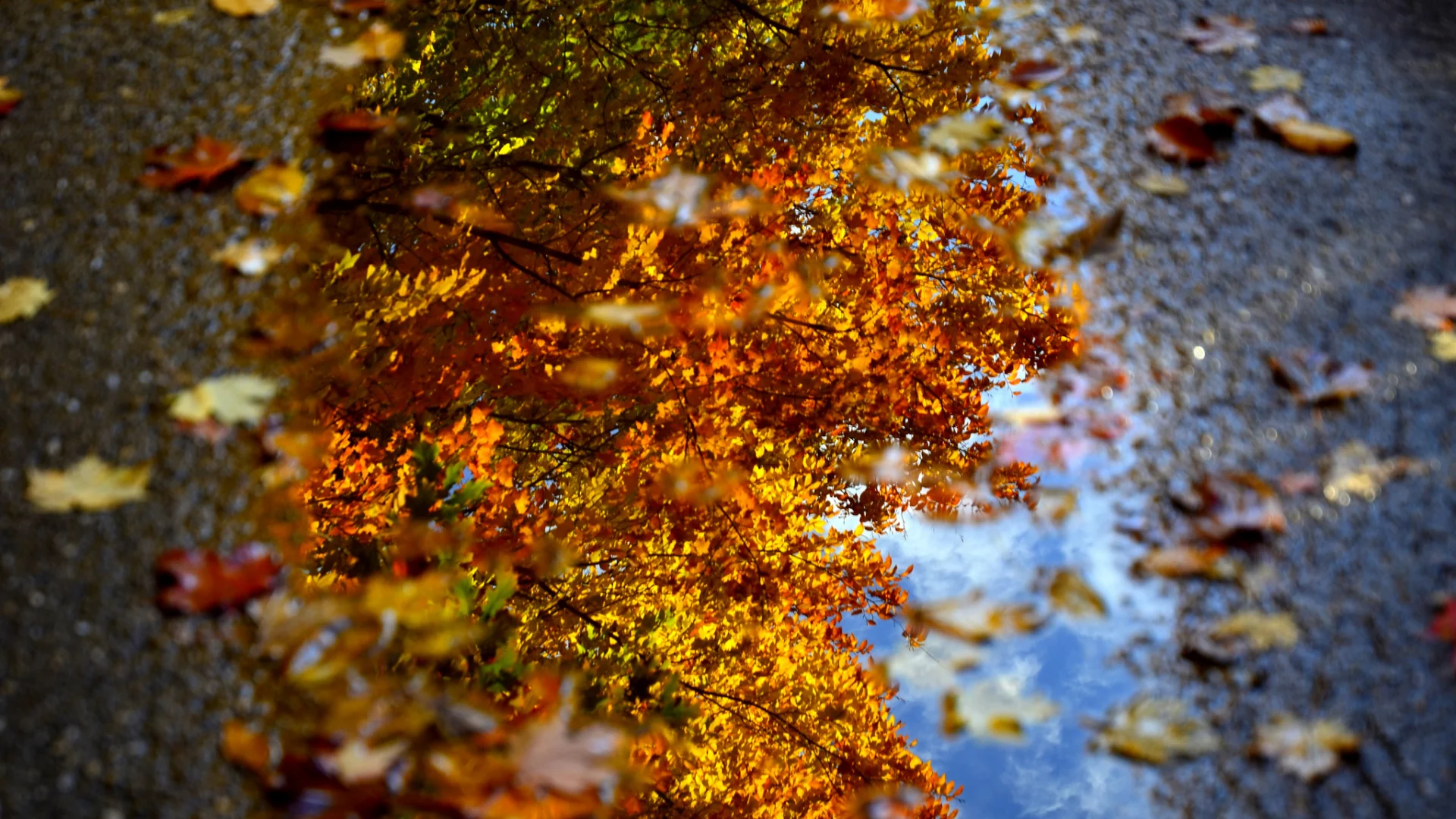 макро, вода, листва, dave рhotography, лужа, осень