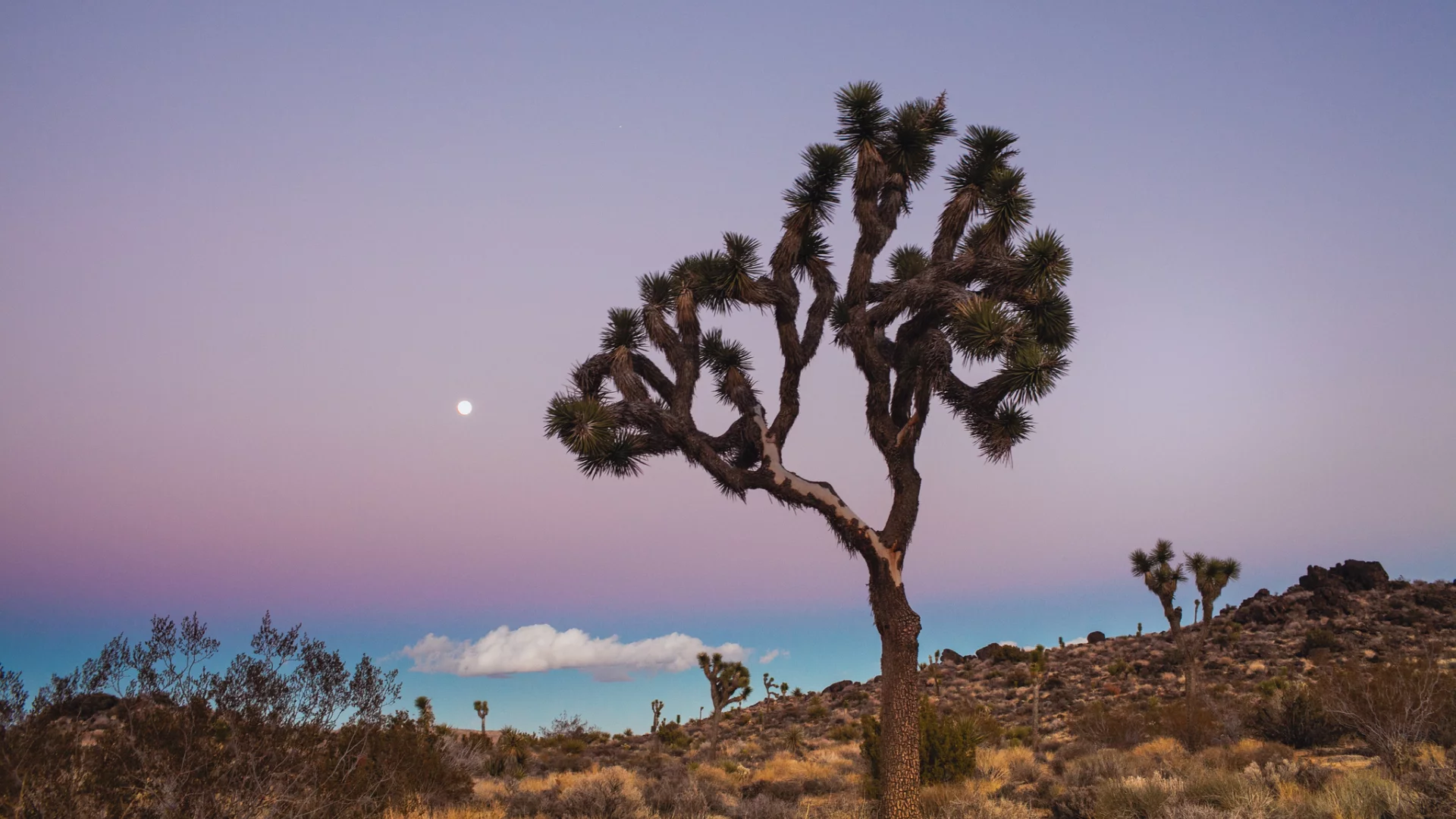 usa, california, joshua tree national park, сша, калифорния