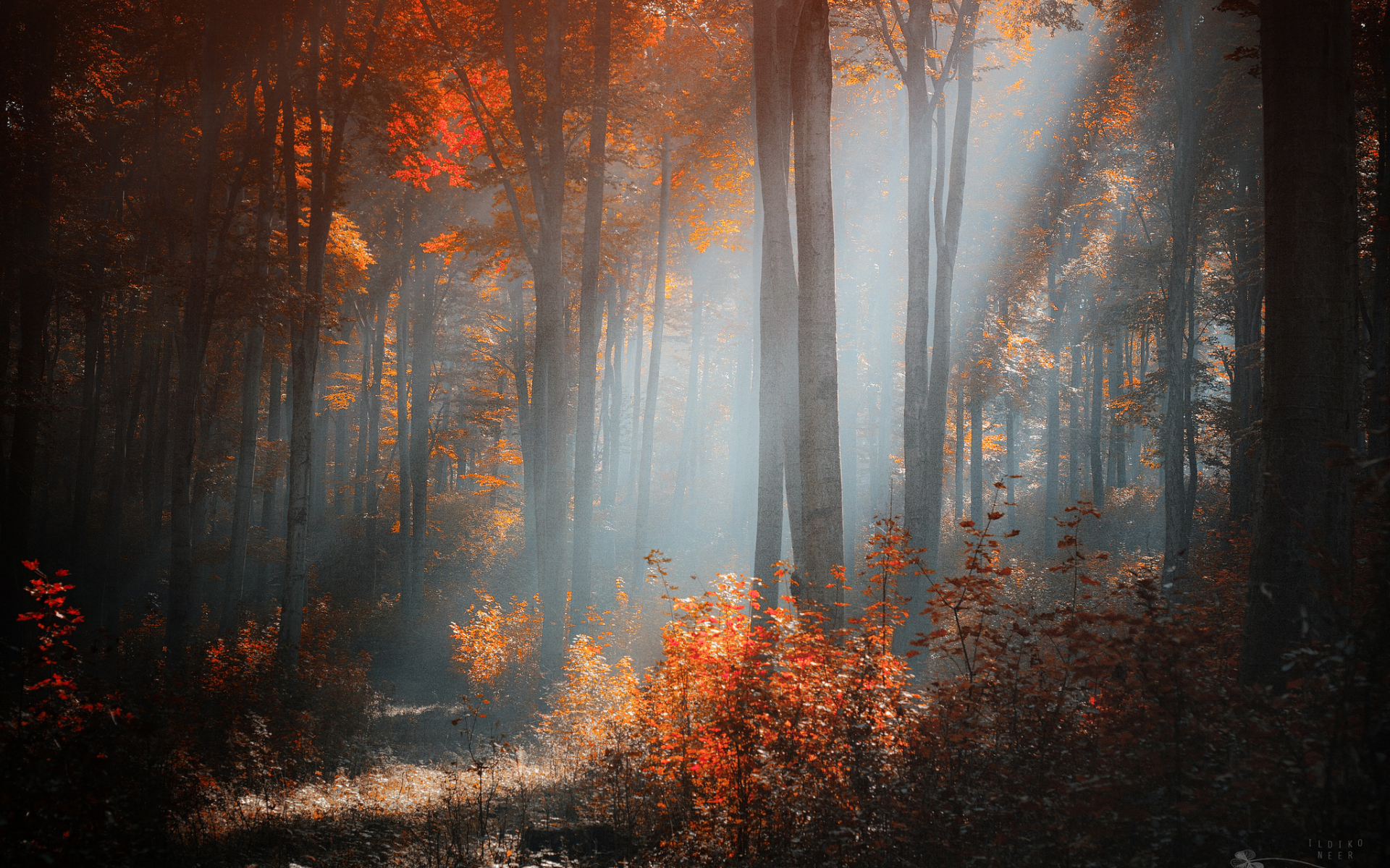 осень, солнечный, лес, свет, деревья, кусты, ildiko neer