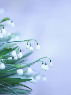белые, листья, зеленые, фон, подснежники, весна, цветы