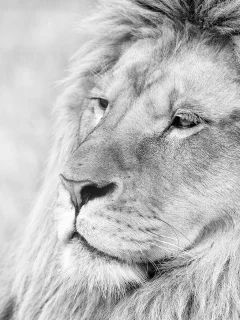 лев, lion, грива, животное, чб, морда