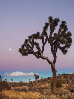 usa, california, joshua tree national park, сша, калифорния