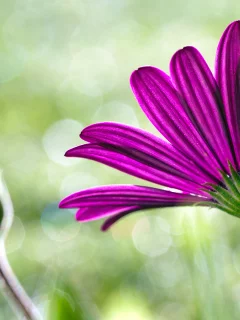 цветы, макро, flower, розовый