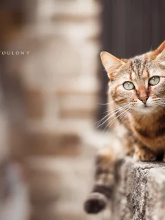 кошка, улица, фон