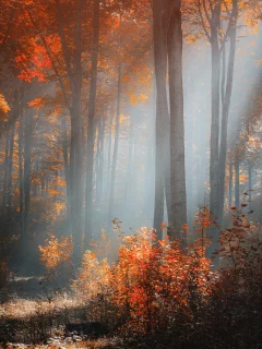 осень, солнечный, лес, свет, деревья, кусты, ildiko neer