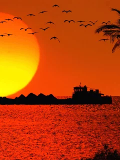 птицы, солнце, закат, корабль, море, гоа, пальма, танкер