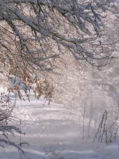 лес, природа, зима