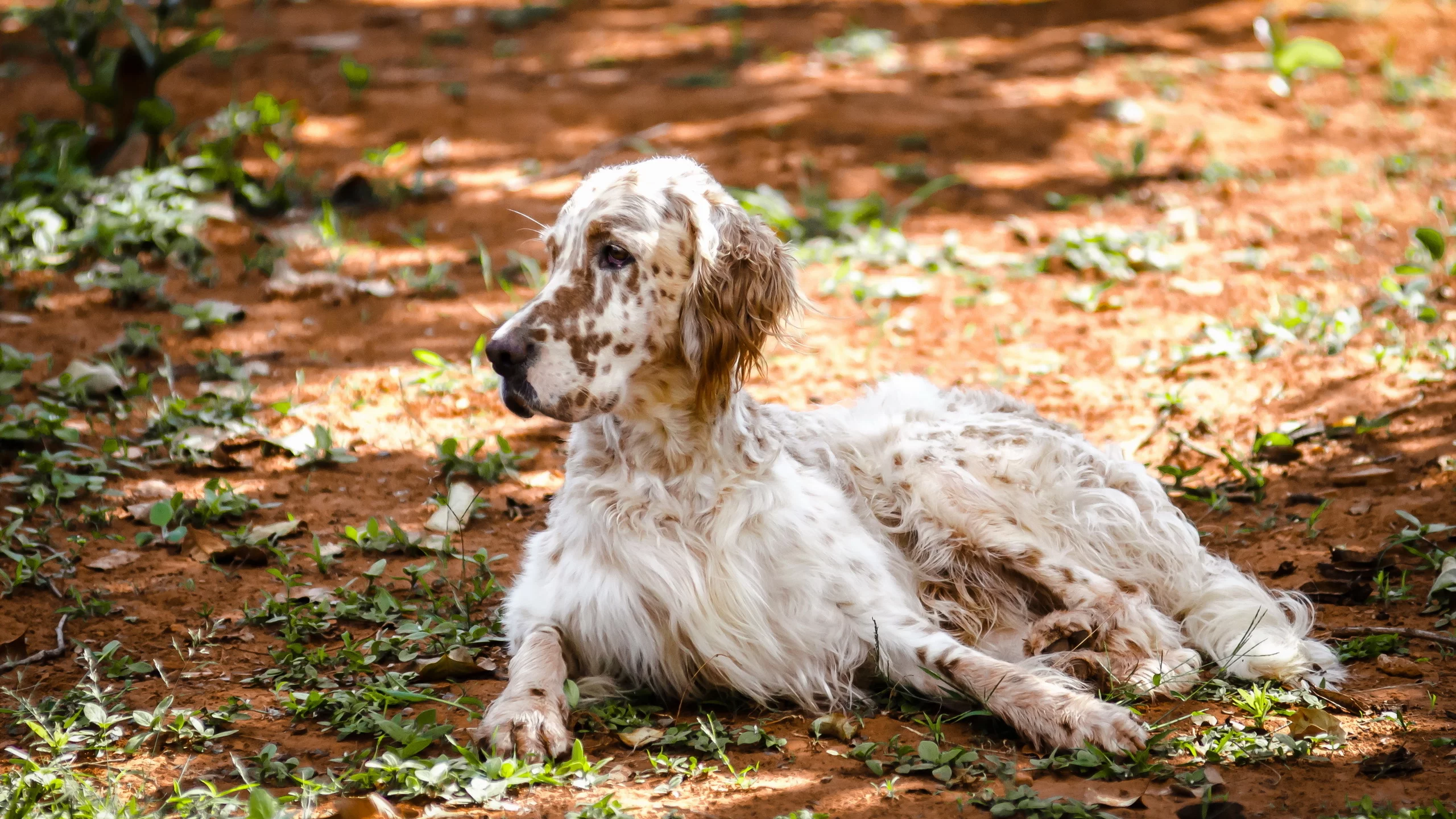 природа, english setter, собака