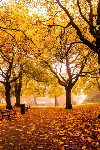 weston park, шеффилд, англия, великобритания, sheffield, парк